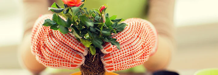 Hände mit Gartenhandschuhen halten Rose über Topf